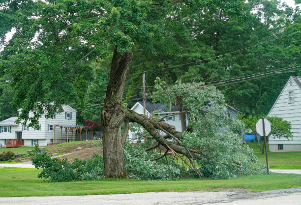 Best Lot and Land Clearing  in Dickinson, TX